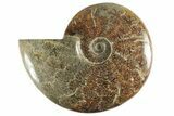 Polished Ammonite (Cleoniceras) Fossil - Madagascar #214814-1